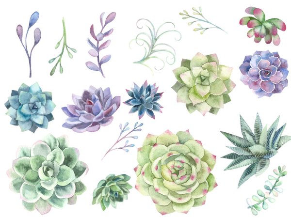 Фон для карточек акварель Суккуленты