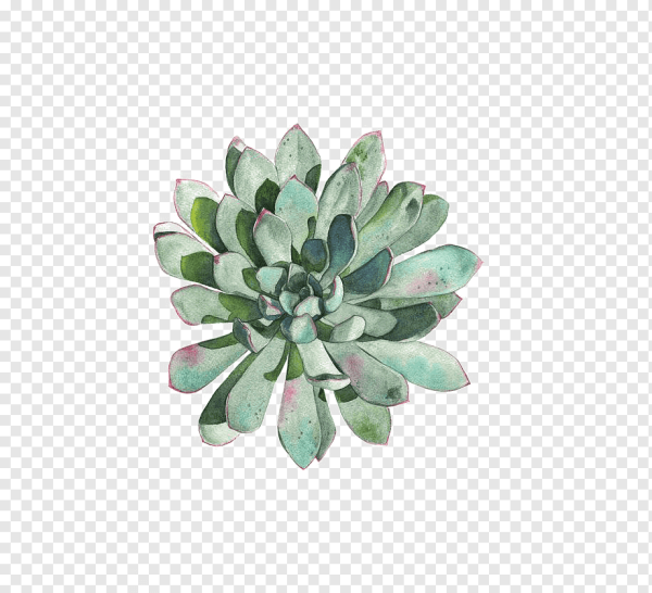 Эхеверия акварель
