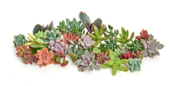 Суккулент ПГН