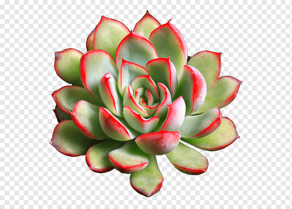 Эхеверия на белом фоне