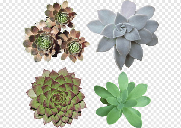 Суккуленты вид сверху