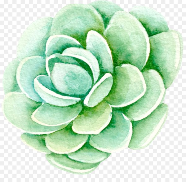 Суккуленты рисунок