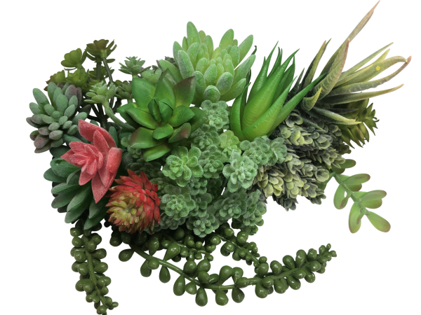 Суккулент вектор