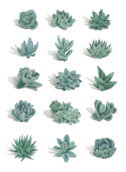 Суккулент сбоку