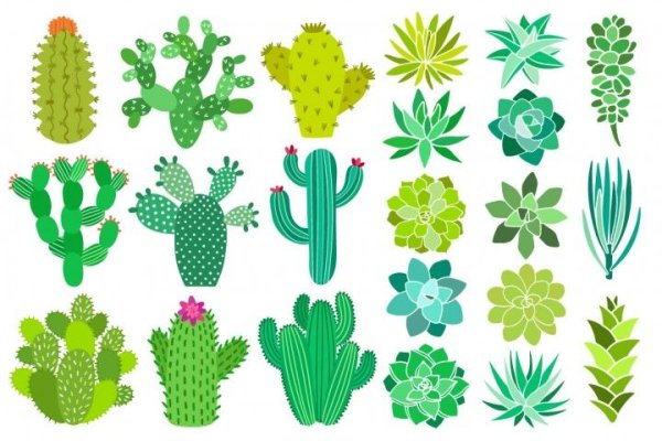 Succulents World вектор