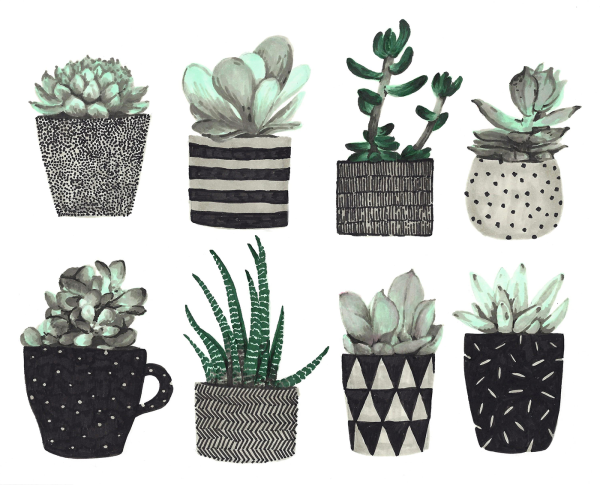 Суккулент иллюстрация