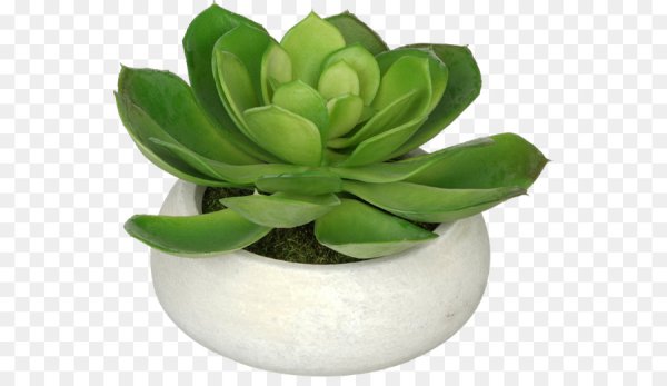 Горшок эхеверия 004080