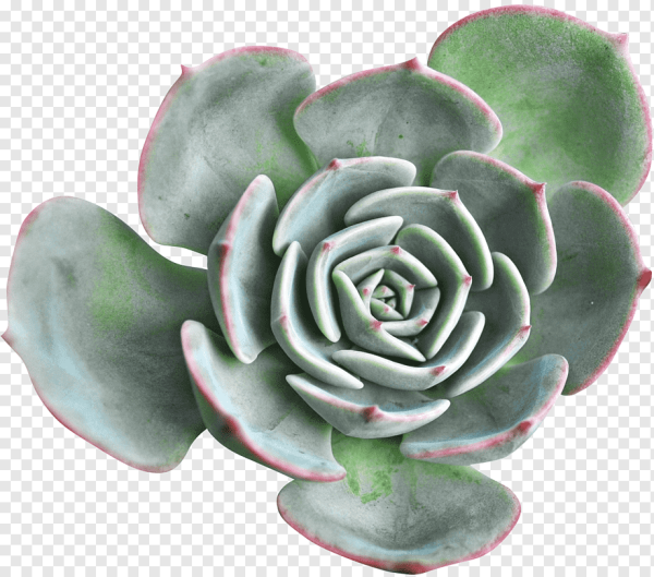 Суккуленты PSD