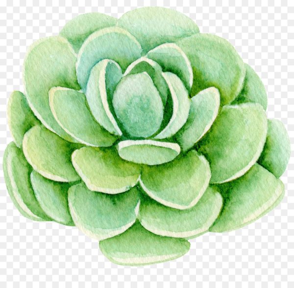 Логотип суккулент