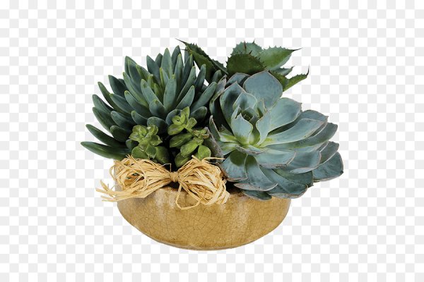 Суккуленты на прозрачном фоне