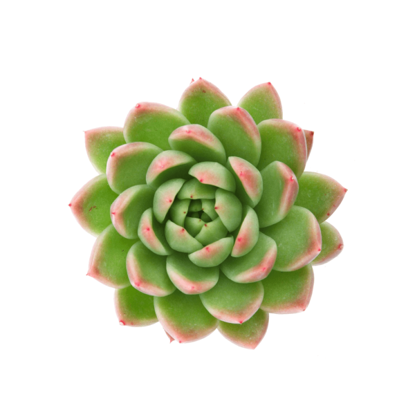 Суккулент эхеверия агавовидная