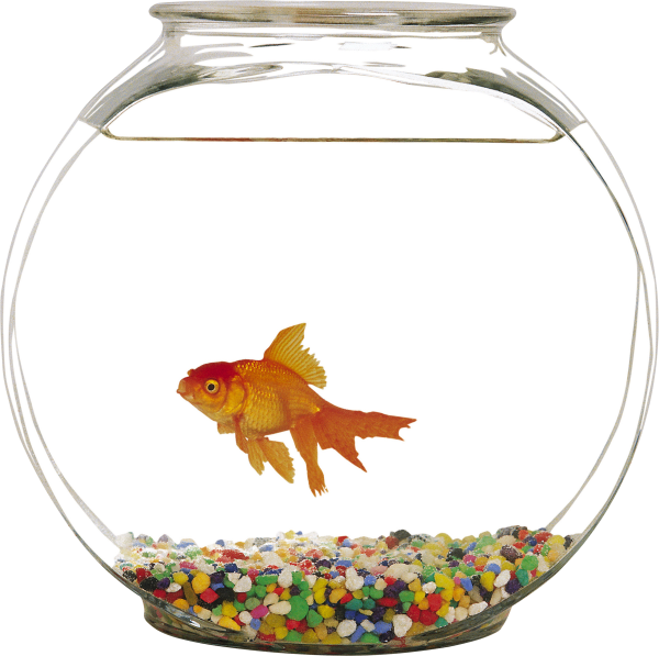 Рыбы в аквариуме