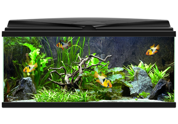 Квадратный аквариум с рыбками