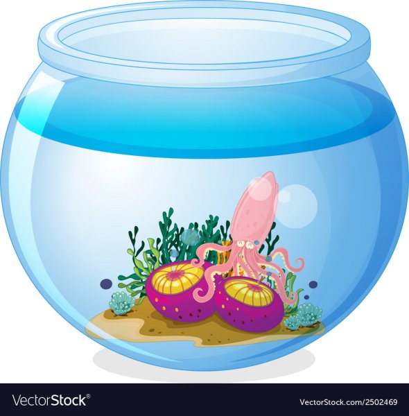 Аквариум без рыб