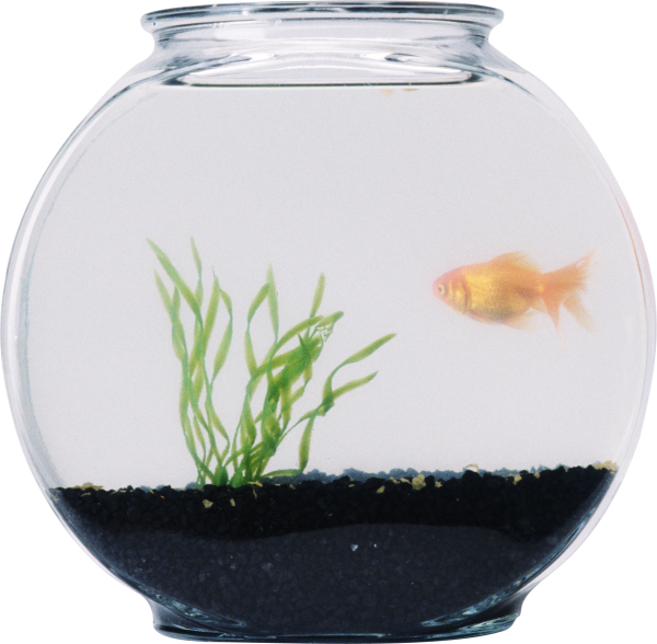 Аквариум на прозрачном фоне