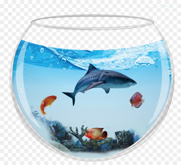 Прозрачные рыбки для аквариума