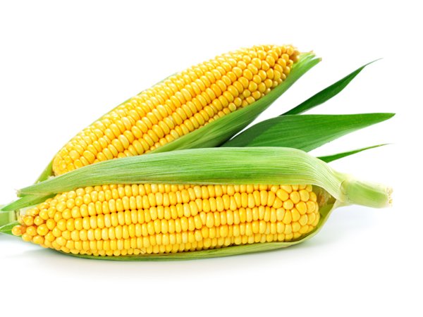 Кукуруза Фаворит сахарная