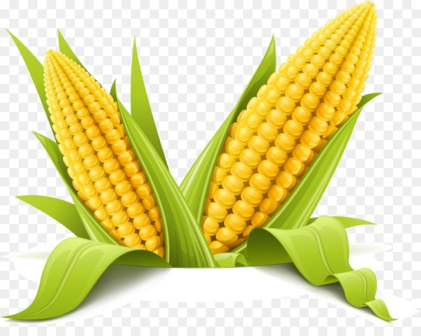 Кукуруза початок