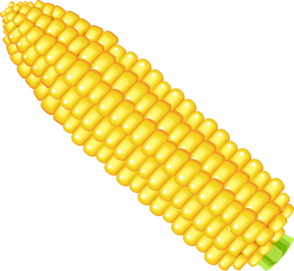 Кукуруза на белом фоне
