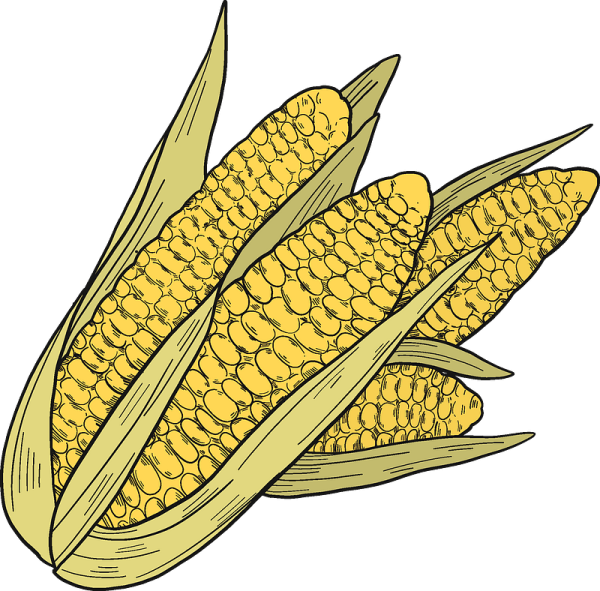 Векторный клипарт кукуруза зерна