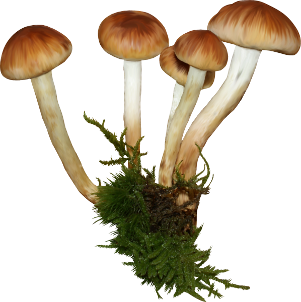 Белый фон грибов