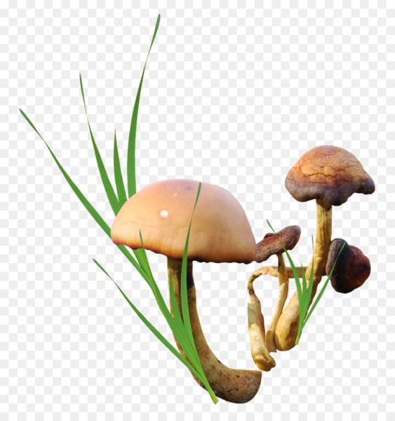 Съедобные грибы