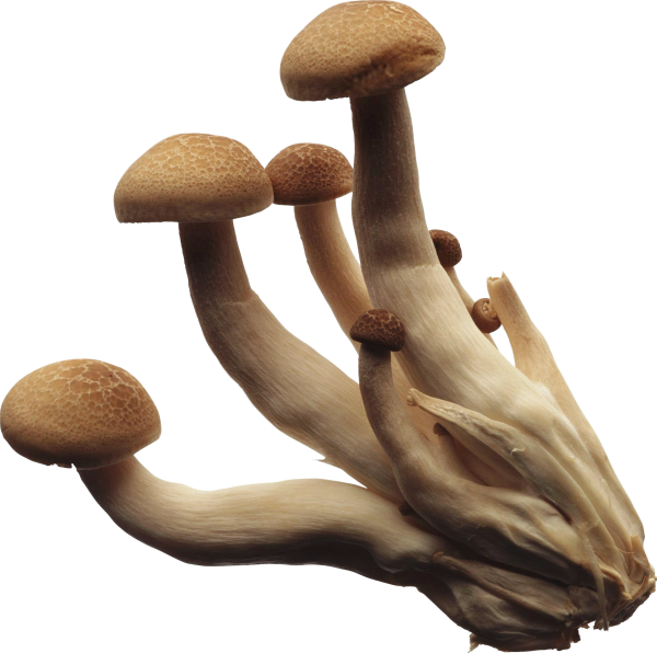 Грибы на прозрачном фоне