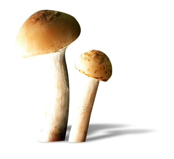 Опята на белом фоне