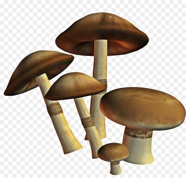 Съедобные грибы клипарт