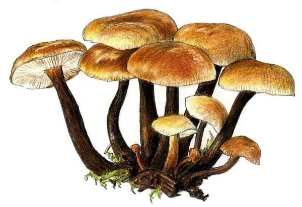 Ложные опята гриб рисунок