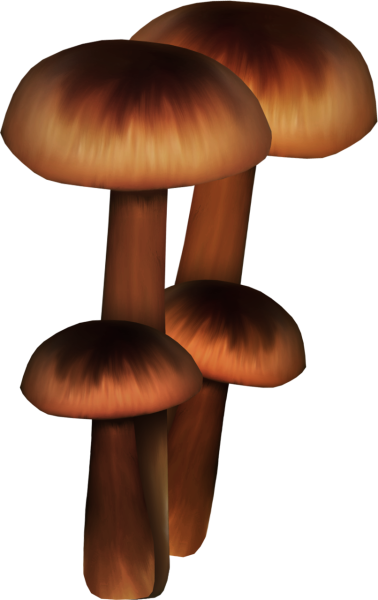 Анимашка гриб