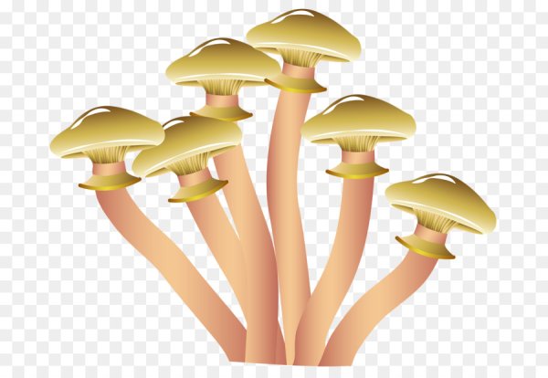 Грибы вектор