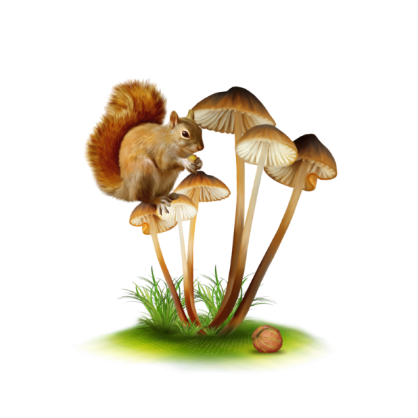 Сказочные грибы