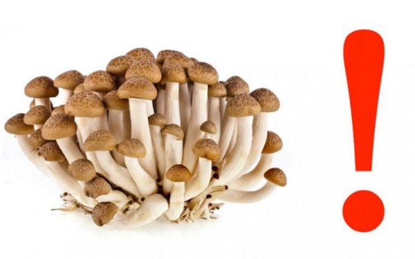 Грибы на белом фоне