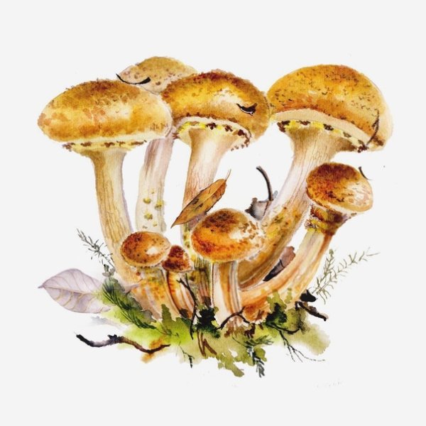 Съедобные грибы на белом фоне