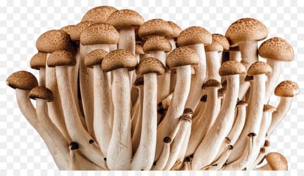 Грибы опята на белом фоне