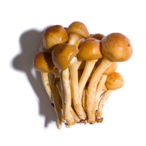 Грибы опята