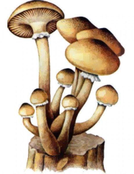 Ложные опята гриб рисунок