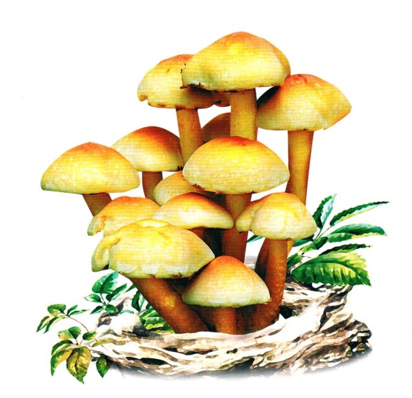 Гриб ложные опята