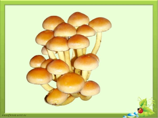 Грибы опята на белом фоне