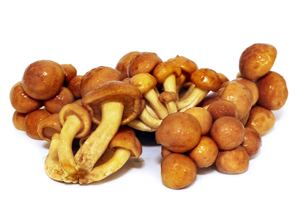 Китайские опята намеко