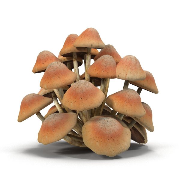 Ложноопёнок кирпично-красный