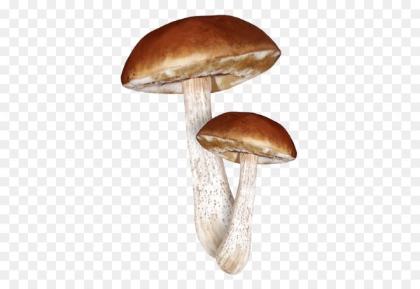 Грибы маслята на прозрачном фоне