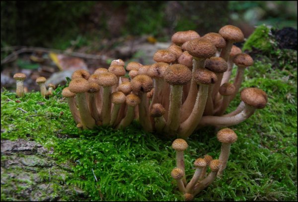 Опята дружные ребята