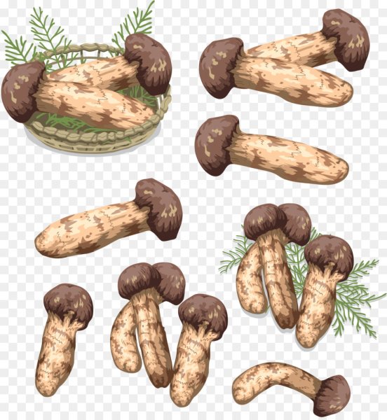 Грибы мацутакэ еда