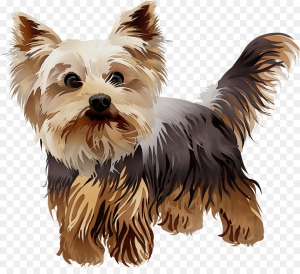 Йорк терьер вектор