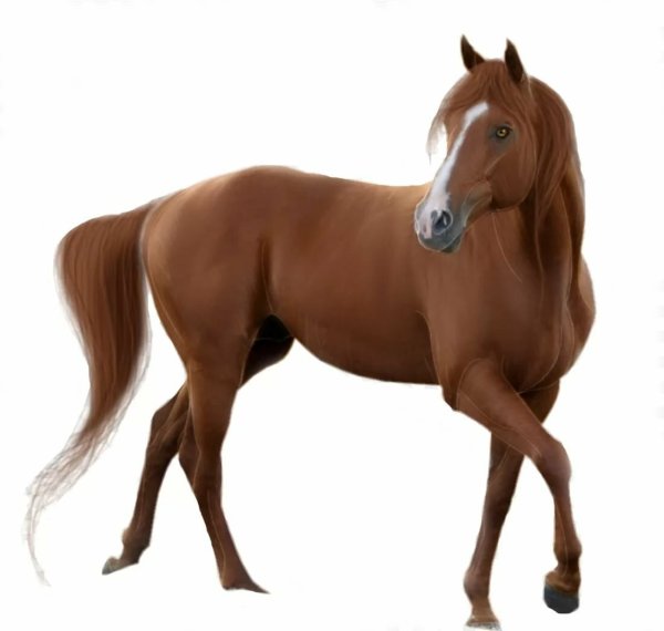 Лошадь на прозрачном фоне