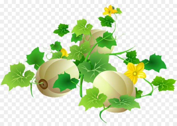 Дыня клипарт на прозрачном фоне