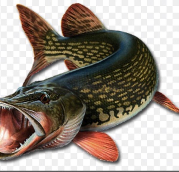 Щука зубастая