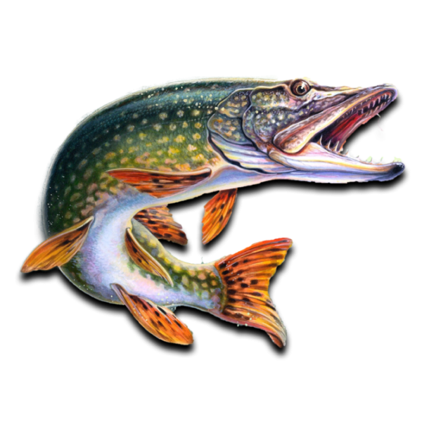 Щука на белом фоне